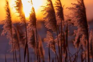 Junco flores disfrutar en el radiante resplandor de el noche sol, creando un espectacular tapiz de de la naturaleza efímero belleza en el tranquilo crepúsculo cielo foto