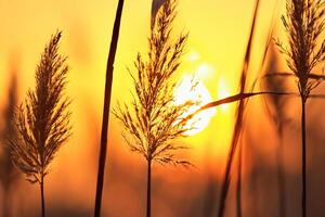 Junco flores disfrutar en el radiante resplandor de el noche sol, creando un espectacular tapiz de de la naturaleza efímero belleza en el tranquilo crepúsculo cielo foto