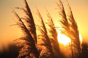 Reed Flowers Bask in the Radiant Glow of the Evening Sun, Creating a Spectacular Tapestry of Nature's Ephemeral Beauty in the Tranquil Twilight Sky photo