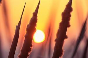 Reed Flowers Bask in the Radiant Glow of the Evening Sun, Creating a Spectacular Tapestry of Nature's Ephemeral Beauty in the Tranquil Twilight Sky photo