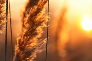 Reed Flowers Bask in the Radiant Glow of the Evening Sun, Creating a Spectacular Tapestry of Nature's Ephemeral Beauty in the Tranquil Twilight Sky photo