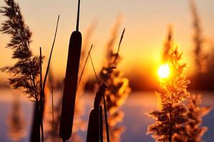 Reed Flowers Bask in the Radiant Glow of the Evening Sun, Creating a Spectacular Tapestry of Nature's Ephemeral Beauty in the Tranquil Twilight Sky photo