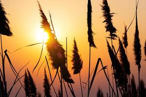 Reed Flowers Bask in the Radiant Glow of the Evening Sun, Creating a Spectacular Tapestry of Nature's Ephemeral Beauty in the Tranquil Twilight Sky photo