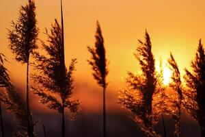 Junco flores disfrutar en el radiante resplandor de el noche sol, creando un espectacular tapiz de de la naturaleza efímero belleza en el tranquilo crepúsculo cielo foto