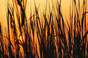 Reed Flowers Bask in the Radiant Glow of the Evening Sun, Creating a Spectacular Tapestry of Nature's Ephemeral Beauty in the Tranquil Twilight Sky photo