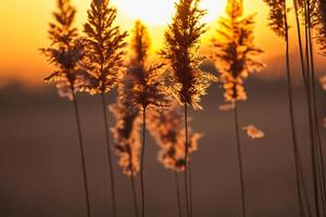 Reed Flowers Bask in the Radiant Glow of the Evening Sun, Creating a Spectacular Tapestry of Nature's Ephemeral Beauty in the Tranquil Twilight Sky photo