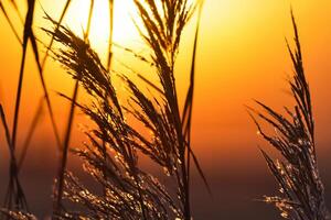 Junco flores disfrutar en el radiante resplandor de el noche sol, creando un espectacular tapiz de de la naturaleza efímero belleza en el tranquilo crepúsculo cielo foto