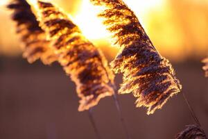 Reed Flowers Bask in the Radiant Glow of the Evening Sun, Creating a Spectacular Tapestry of Nature's Ephemeral Beauty in the Tranquil Twilight Sky photo