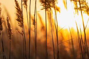 Reed Flowers Bask in the Radiant Glow of the Evening Sun, Creating a Spectacular Tapestry of Nature's Ephemeral Beauty in the Tranquil Twilight Sky photo