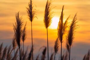 Reed Flowers Bask in the Radiant Glow of the Evening Sun, Creating a Spectacular Tapestry of Nature's Ephemeral Beauty in the Tranquil Twilight Sky photo