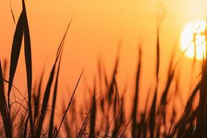 Junco flores disfrutar en el radiante resplandor de el noche sol, creando un espectacular tapiz de de la naturaleza efímero belleza en el tranquilo crepúsculo cielo foto