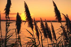 Reed Flowers Bask in the Radiant Glow of the Evening Sun, Creating a Spectacular Tapestry of Nature's Ephemeral Beauty in the Tranquil Twilight Sky photo