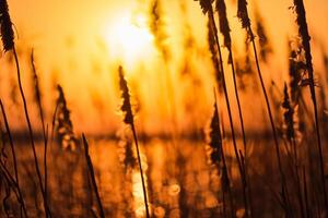 Reed Flowers Bask in the Radiant Glow of the Evening Sun, Creating a Spectacular Tapestry of Nature's Ephemeral Beauty in the Tranquil Twilight Sky photo