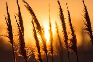 Reed Flowers Bask in the Radiant Glow of the Evening Sun, Creating a Spectacular Tapestry of Nature's Ephemeral Beauty in the Tranquil Twilight Sky photo