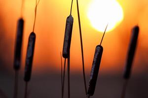 Junco flores disfrutar en el radiante resplandor de el noche sol, creando un espectacular tapiz de de la naturaleza efímero belleza en el tranquilo crepúsculo cielo foto