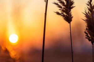 Junco flores disfrutar en el radiante resplandor de el noche sol, creando un espectacular tapiz de de la naturaleza efímero belleza en el tranquilo crepúsculo cielo foto