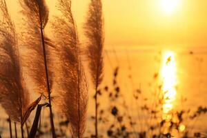 Reed Flowers Bask in the Radiant Glow of the Evening Sun, Creating a Spectacular Tapestry of Nature's Ephemeral Beauty in the Tranquil Twilight Sky photo