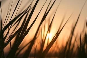 Sunset Bloom Reed Flowers Bask in the Radiant Glow of the Evening Sun, Creating a Spectacular Tapestry of Nature's Ephemeral Beauty in the Tranquil Twilight Sky photo