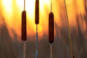 Reed Flowers Bask in the Radiant Glow of the Evening Sun, Creating a Spectacular Tapestry of Nature's Ephemeral Beauty in the Tranquil Twilight Sky photo