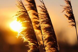 Sunset Bloom Reed Flowers Bask in the Radiant Glow of the Evening Sun, Creating a Spectacular Tapestry of Nature's Ephemeral Beauty in the Tranquil Twilight Sky photo