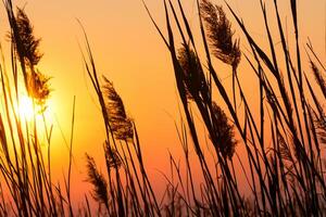 Sunset Bloom Reed Flowers Bask in the Radiant Glow of the Evening Sun, Creating a Spectacular Tapestry of Nature's Ephemeral Beauty in the Tranquil Twilight Sky photo