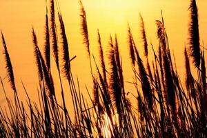 Junco flores disfrutar en el radiante resplandor de el noche sol, creando un espectacular tapiz de de la naturaleza efímero belleza en el tranquilo crepúsculo cielo foto