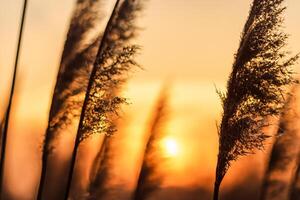 Reed Flowers Bask in the Radiant Glow of the Evening Sun, Creating a Spectacular Tapestry of Nature's Ephemeral Beauty in the Tranquil Twilight Sky photo