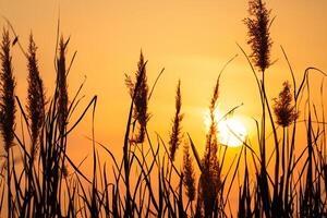 Reed Flowers Bask in the Radiant Glow of the Evening Sun, Creating a Spectacular Tapestry of Nature's Ephemeral Beauty in the Tranquil Twilight Sky photo