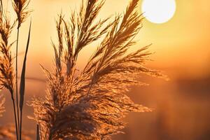 Sunset Bloom Reed Flowers Bask in the Radiant Glow of the Evening Sun, Creating a Spectacular Tapestry of Nature's Ephemeral Beauty in the Tranquil Twilight Sky photo