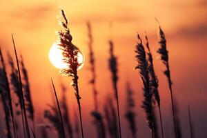 puesta de sol floración Junco flores disfrutar en el radiante resplandor de el noche sol, creando un espectacular tapiz de de la naturaleza efímero belleza en el tranquilo crepúsculo cielo foto