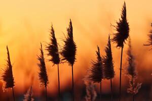 puesta de sol floración Junco flores disfrutar en el radiante resplandor de el noche sol, creando un espectacular tapiz de de la naturaleza efímero belleza en el tranquilo crepúsculo cielo foto