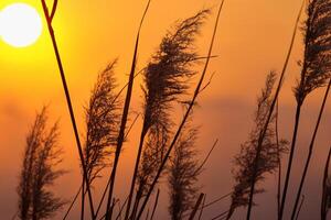 Sunset Bloom Reed Flowers Bask in the Radiant Glow of the Evening Sun, Creating a Spectacular Tapestry of Nature's Ephemeral Beauty in the Tranquil Twilight Sky photo