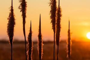 Sunset Bloom Reed Flowers Bask in the Radiant Glow of the Evening Sun, Creating a Spectacular Tapestry of Nature's Ephemeral Beauty in the Tranquil Twilight Sky photo