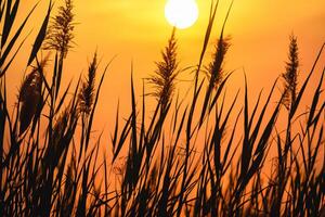 puesta de sol floración Junco flores disfrutar en el radiante resplandor de el noche sol, creando un espectacular tapiz de de la naturaleza efímero belleza en el tranquilo crepúsculo cielo foto