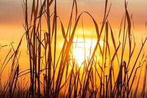 puesta de sol floración Junco flores disfrutar en el radiante resplandor de el noche sol, creando un espectacular tapiz de de la naturaleza efímero belleza en el tranquilo crepúsculo cielo foto