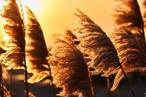 Sunset Bloom Reed Flowers Bask in the Radiant Glow of the Evening Sun, Creating a Spectacular Tapestry of Nature's Ephemeral Beauty in the Tranquil Twilight Sky photo