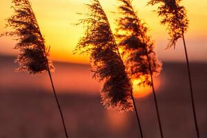 Sunset Bloom Reed Flowers Bask in the Radiant Glow of the Evening Sun, Creating a Spectacular Tapestry of Nature's Ephemeral Beauty in the Tranquil Twilight Sky photo