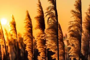 puesta de sol floración Junco flores disfrutar en el radiante resplandor de el noche sol, creando un espectacular tapiz de de la naturaleza efímero belleza en el tranquilo crepúsculo cielo foto