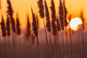 Sunset Bloom Reed Flowers Bask in the Radiant Glow of the Evening Sun, Creating a Spectacular Tapestry of Nature's Ephemeral Beauty in the Tranquil Twilight Sky photo