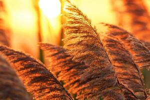 Sunset Bloom Reed Flowers Bask in the Radiant Glow of the Evening Sun, Creating a Spectacular Tapestry of Nature's Ephemeral Beauty in the Tranquil Twilight Sky photo