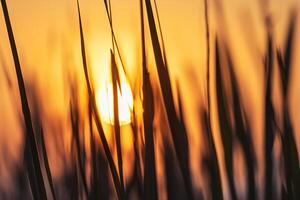 Reed Flowers Bask in the Radiant Glow of the Evening Sun, Creating a Spectacular Tapestry of Nature's Ephemeral Beauty in the Tranquil Twilight Sky photo