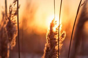 Sunset Bloom Reed Flowers Bask in the Radiant Glow of the Evening Sun, Creating a Spectacular Tapestry of Nature's Ephemeral Beauty in the Tranquil Twilight Sky photo