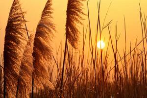 Sunset Bloom Reed Flowers Bask in the Radiant Glow of the Evening Sun, Creating a Spectacular Tapestry of Nature's Ephemeral Beauty in the Tranquil Twilight Sky photo