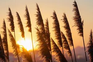 Sunset Bloom Reed Flowers Bask in the Radiant Glow of the Evening Sun, Creating a Spectacular Tapestry of Nature's Ephemeral Beauty in the Tranquil Twilight Sky photo