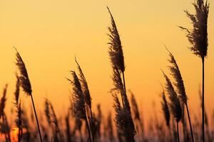 Reed Flowers Bask in the Radiant Glow of the Evening Sun, Creating a Spectacular Tapestry of Nature's Ephemeral Beauty in the Tranquil Twilight Sky photo