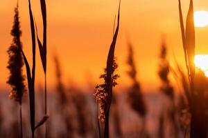 Sunset Bloom Reed Flowers Bask in the Radiant Glow of the Evening Sun, Creating a Spectacular Tapestry of Nature's Ephemeral Beauty in the Tranquil Twilight Sky photo