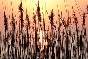 puesta de sol floración Junco flores disfrutar en el radiante resplandor de el noche sol, creando un espectacular tapiz de de la naturaleza efímero belleza en el tranquilo crepúsculo cielo foto