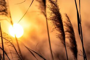 Reed Flowers Bask in the Radiant Glow of the Evening Sun, Creating a Spectacular Tapestry of Nature's Ephemeral Beauty in the Tranquil Twilight Sky photo