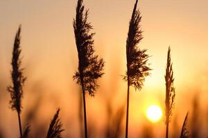 Sunset Bloom Reed Flowers Bask in the Radiant Glow of the Evening Sun, Creating a Spectacular Tapestry of Nature's Ephemeral Beauty in the Tranquil Twilight Sky photo