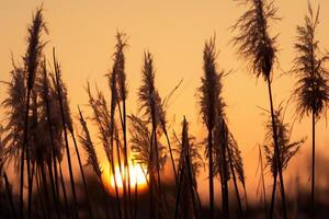 Sunset Bloom Reed Flowers Bask in the Radiant Glow of the Evening Sun, Creating a Spectacular Tapestry of Nature's Ephemeral Beauty in the Tranquil Twilight Sky photo